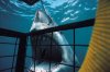 shark_cage-300x200.jpg