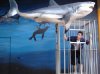 shark-cage-photo.jpg