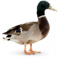 DuckcreekMan