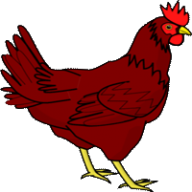 chicken32