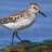 Sandpiper