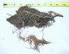 Storm Sewer Roots One.jpg
