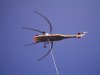 Heli2.jpg
