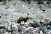 blackcomb_bear.jpg