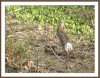 rabbit trail.jpg rabbit trail.jpg