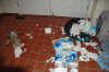 charmin_ultra.jpg charmin_ultra.jpg