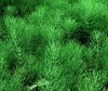 horsetail.jpg horsetail.jpg