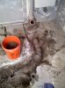 Shed_Plumbing_Before.jpg Shed_Plumbing_Before.jpg