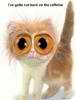 Cat.jpg Cat.jpg