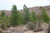 DSC05511 thicket.jpg