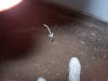Hole in CI pipe.jpg