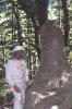 nz_wasp_nest.jpg