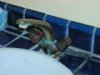 faucet1.jpg