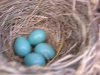 Birds,FortEdmonton,and churches 001.jpg Birds,FortEdmonton,and churches 001.jpg