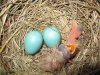 Birds,FortEdmonton,and churches 058.jpg Birds,FortEdmonton,and churches 058.jpg