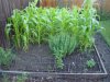 DSC04106.JPG