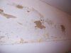 torn1100_2873.jpg