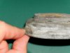 American Standard Plebe - Tank to bowl gasket.jpg
