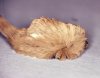 Puss_caterpillar.jpg Puss_caterpillar.jpg