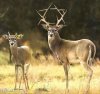 Rudolph's Jewish Cousin.jpg