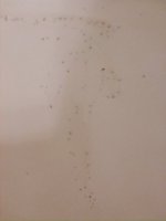 Gnats in bathtub and sink | Terry Love Plumbing Advice & Remodel DIY ...