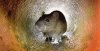 rat1.jpg