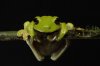 Litoria-sauroni-011.jpg