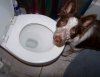 Dog sick.jpg