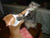 catfight..jpg