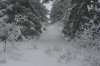 bogus in the trees.jpg