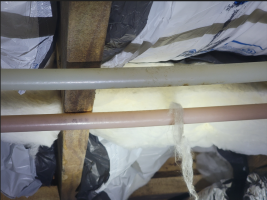 pex staining.png