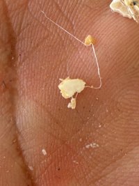 IMG_9186.jpeg