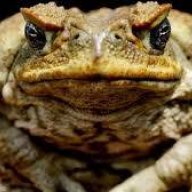 war_toad