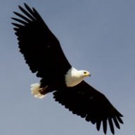 Eagle71