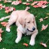Jasperthedog