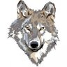 wile_e_coyote