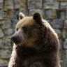 Fatbear