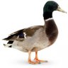 Duckmill