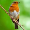 Robinbird