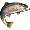 troutstalker