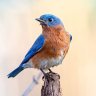 Bluebird