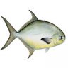 fishnfool
