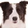 bordercollie050