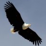 Doug eagle