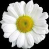 Daisyflower