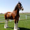 Clydesdale6