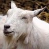 mobile goat