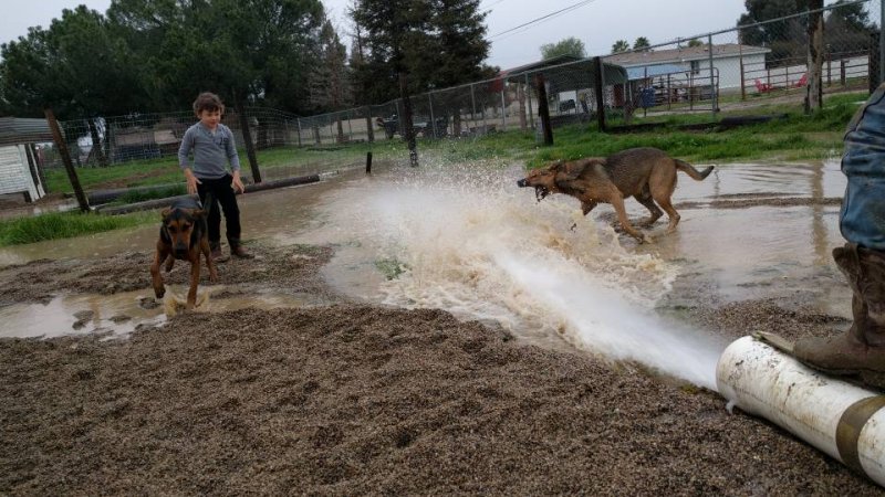 dogs in water.jpg