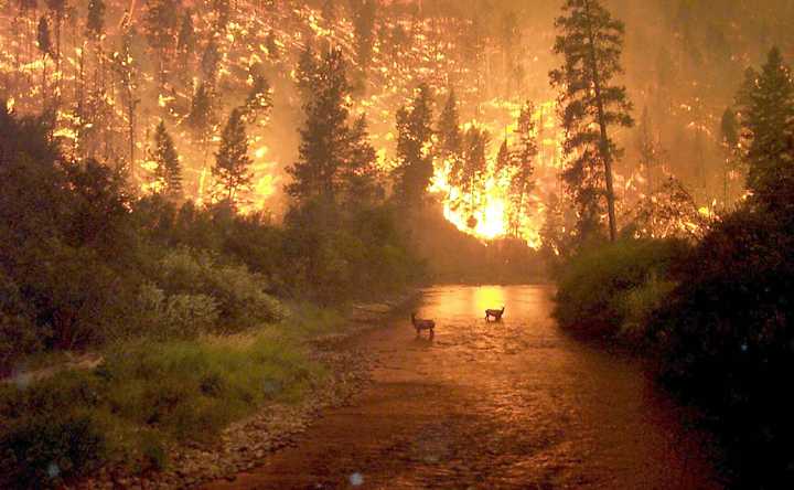 fire.jpg