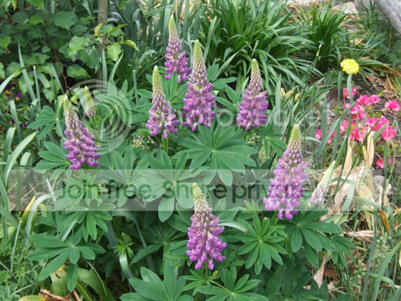 DSCF3586.jpg